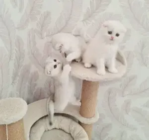Scottish Fold albi cu ochi albaștri  - imagine 5 Scottish Fold albi cu ochi albaștri  - imagine 5