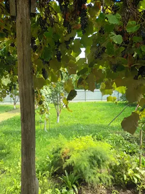 Vând casa loc.Stefan cel Mare  - imagine 2