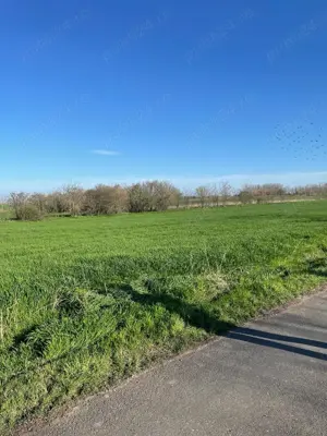 Teren intravilan de vânzare 1500mp în Vișini, judetul Calarasi - imagine 4 Teren intravilan de vânzare 1500mp în Vișini, judetul Calarasi - imagine 4