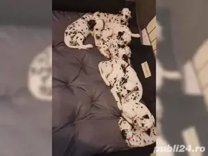 Dalmatian rasa pura - imagine 2 Dalmatian rasa pura - imagine 2