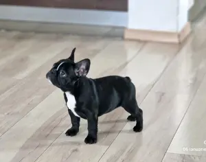 Pui de bulldog francez - imagine 3
