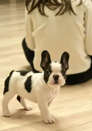 Pui de bulldog francez - imagine 4