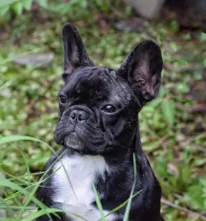 Pui de bulldog francez - imagine 2