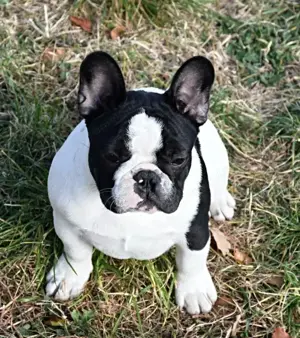 Pui de bulldog francez - imagine 5