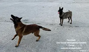Ciobănesc belgian malinois cu certificat pedigree  - imagine 4