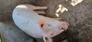 Vand porci din monta diferite mărimi 