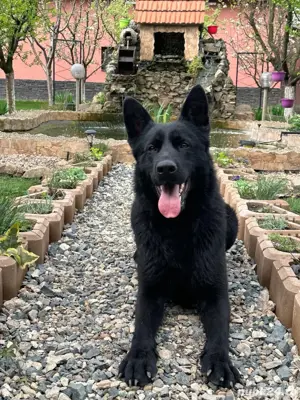 Ciobanesc german alsacian - imagine 3