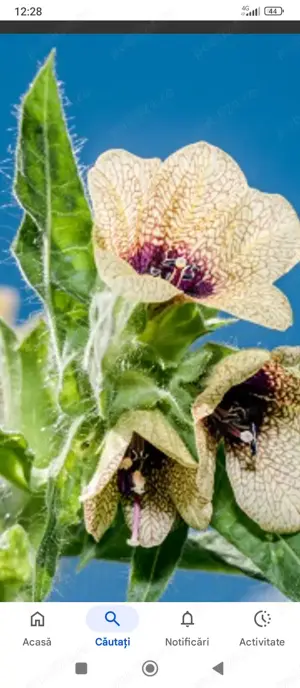 Măselariță (Hyosciamus niger)