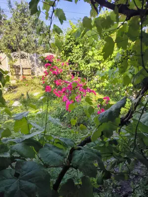 Vand Casa Buziaș  - imagine 2