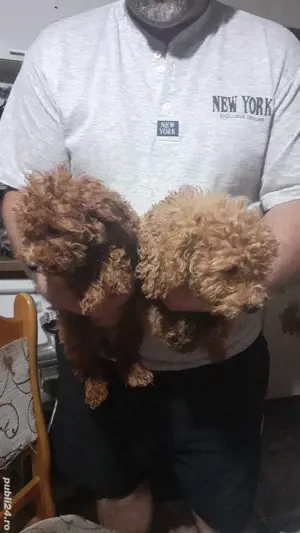 Pudel toy - imagine 3