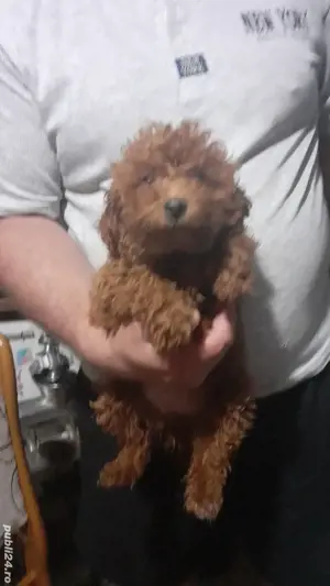 Pudel toy - imagine 2