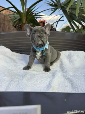 Bulldog francez mascul - imagine 5
