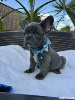 Bulldog francez mascul - imagine 4