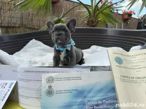 Bulldog francez mascul - imagine 3