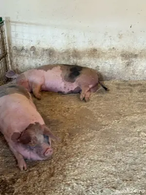 porci de vanzare 