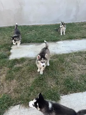 Câini Husky de vanzare