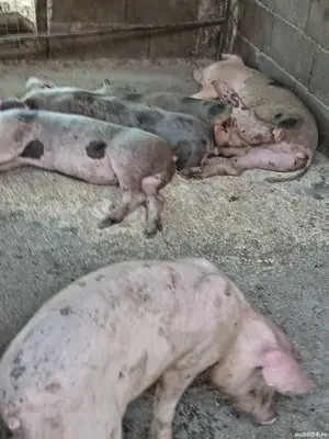 vand purcei - imagine 5