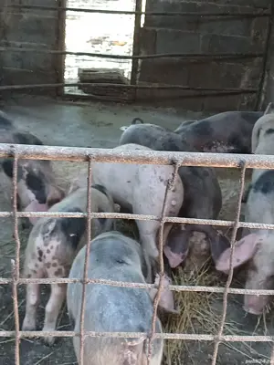 vand purcei - imagine 3