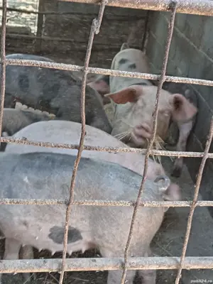 vand purcei - imagine 2