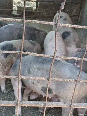 vand purcei - imagine 4