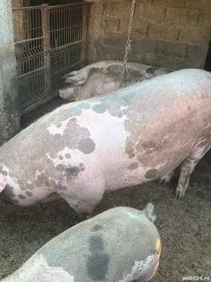 Porci de vanzare - imagine 5