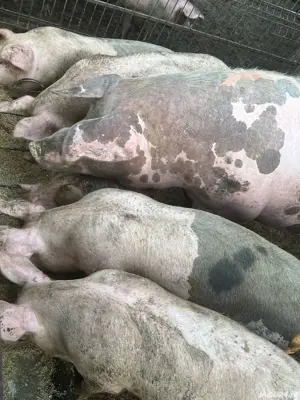 Porci de vanzare - imagine 4