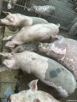 Porci de vanzare - imagine 2
