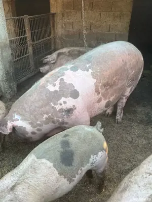 Porci de vanzare - imagine 3