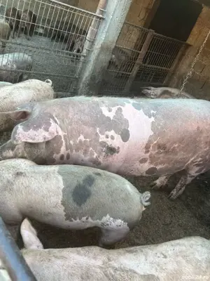 Porci de vanzare