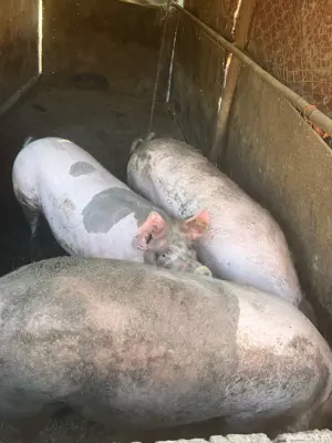 Porci de vanzare  - imagine 4 Porci de vanzare  - imagine 4
