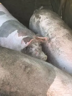 Porci de vanzare  - imagine 2 Porci de vanzare  - imagine 2