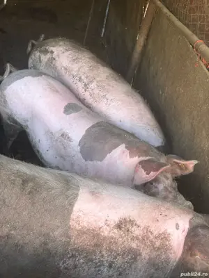 Porci de vanzare 