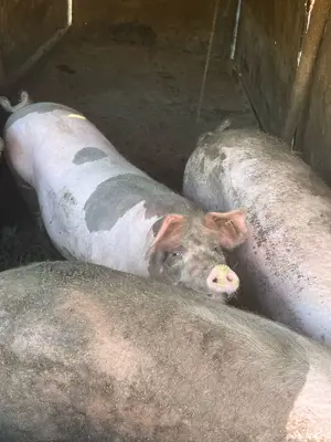 Porci de vanzare  - imagine 3 Porci de vanzare  - imagine 3