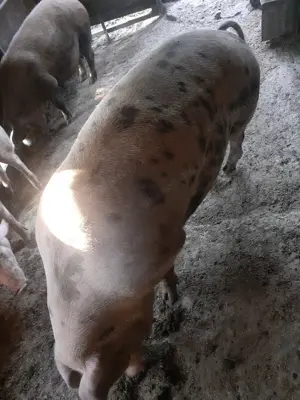 Porci de vanzare  - imagine 3