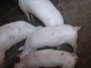 Porci de vanzare  - imagine 2 Porci de vanzare  - imagine 2