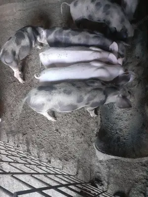 Purcei de vanzare  - imagine 5 Purcei de vanzare  - imagine 5