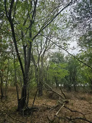 Teren Extravilan Ostrovul Mare , MH - imagine 6