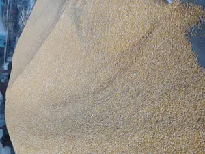 Vând porumb calitate superioară  - imagine 4