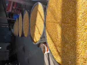 Vând porumb calitate superioară  - imagine 2