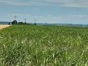 vând teren agricol 10.000 m intrare  Autostrada A1! Oarja
