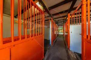 Ferma de cai andaluzi de vanzare - Zadareni - imagine 4