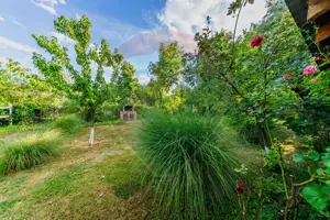 Ferma de cai andaluzi de vanzare - Zadareni - imagine 10