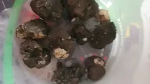 Vand caini dresați  si trufe proaspete de sezon 