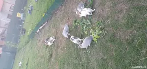 iepurași căuta casa nouă!  - imagine 3 iepurași căuta casa nouă!  - imagine 3