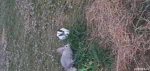 iepurași căuta casa nouă!  - imagine 2 iepurași căuta casa nouă!  - imagine 2