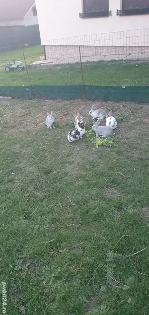 iepurași căuta casa nouă!  - imagine 4 iepurași căuta casa nouă!  - imagine 4