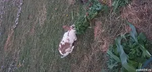 iepurași căuta casa nouă!  - imagine 5 iepurași căuta casa nouă!  - imagine 5