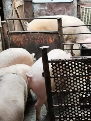 vand porci cu greutatea intre 70-100kg