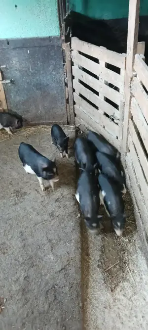  De Purcei vietnamezi.            