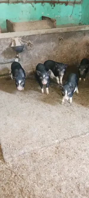  De Purcei vietnamezi.             - imagine 2